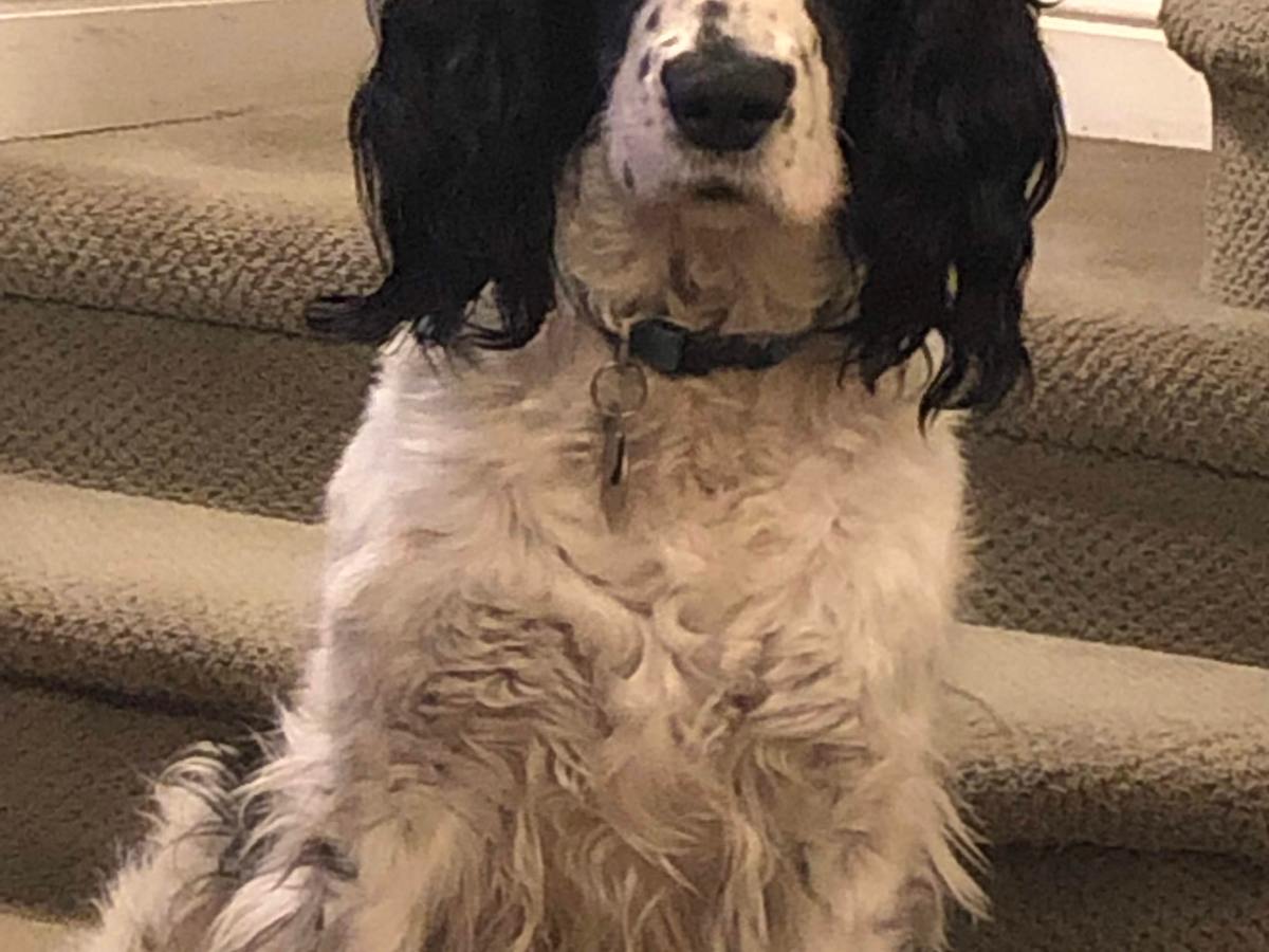 Dog Blog #4: The Dog and the Cat Come&nbsp;Back